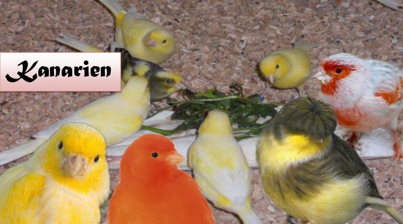 Kanarien - Mischungen für den erfolgsorientierten Kanarien - Züchter & Liebhaber